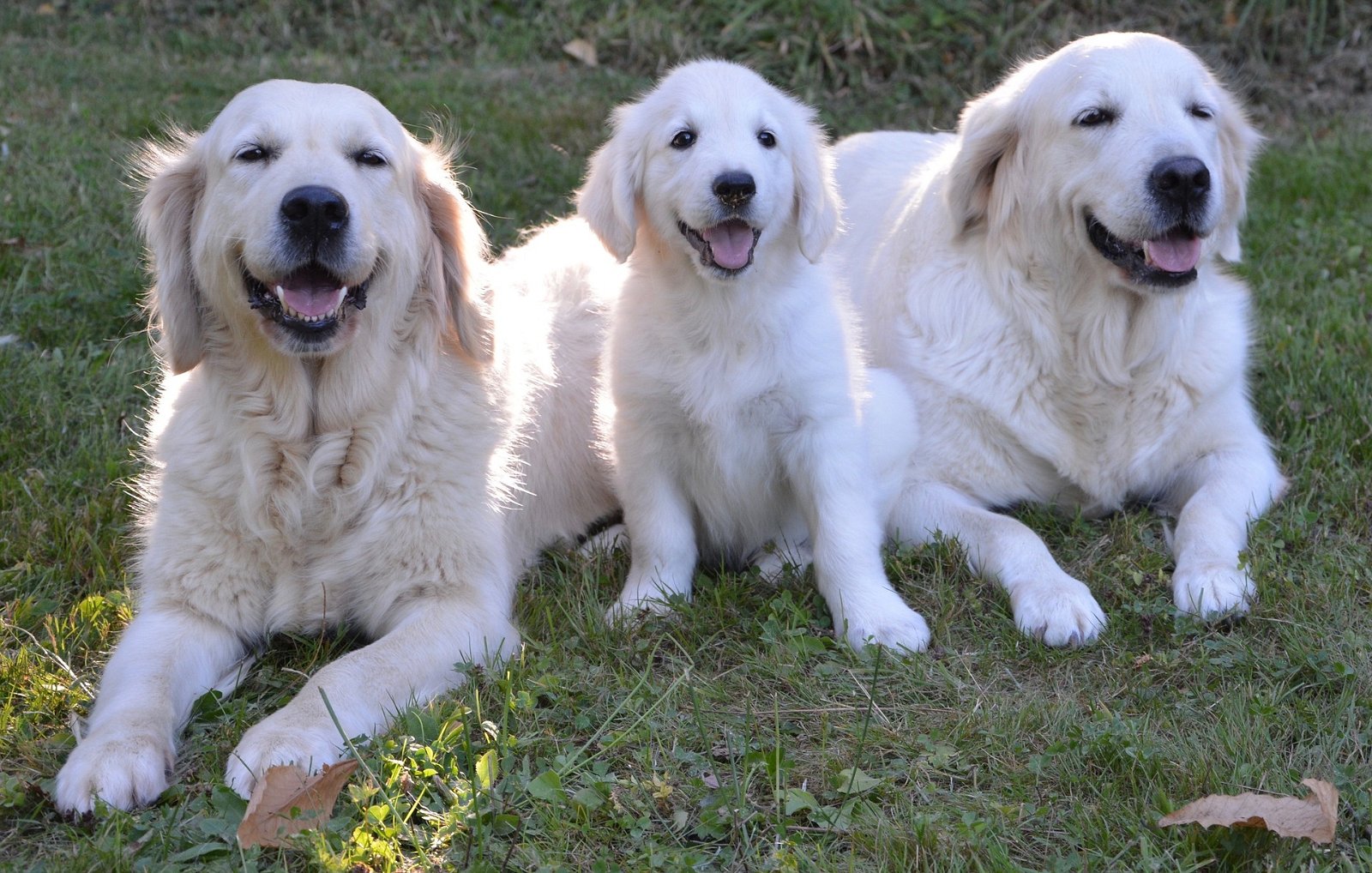 Samsung lleva desde 1994 entrenando perros en Corea del Sur, aunque hay una razón para ello