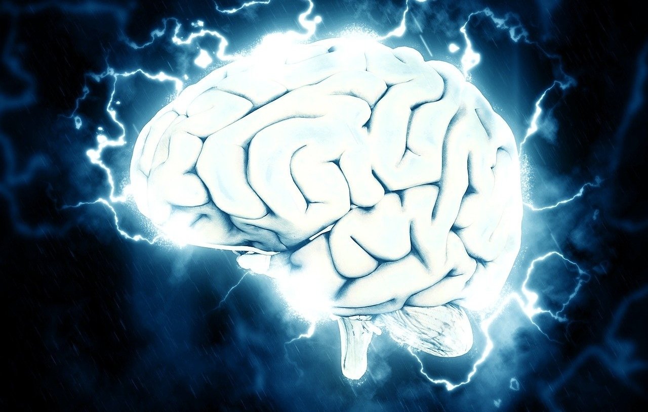 Cerebro y sus conexiones
