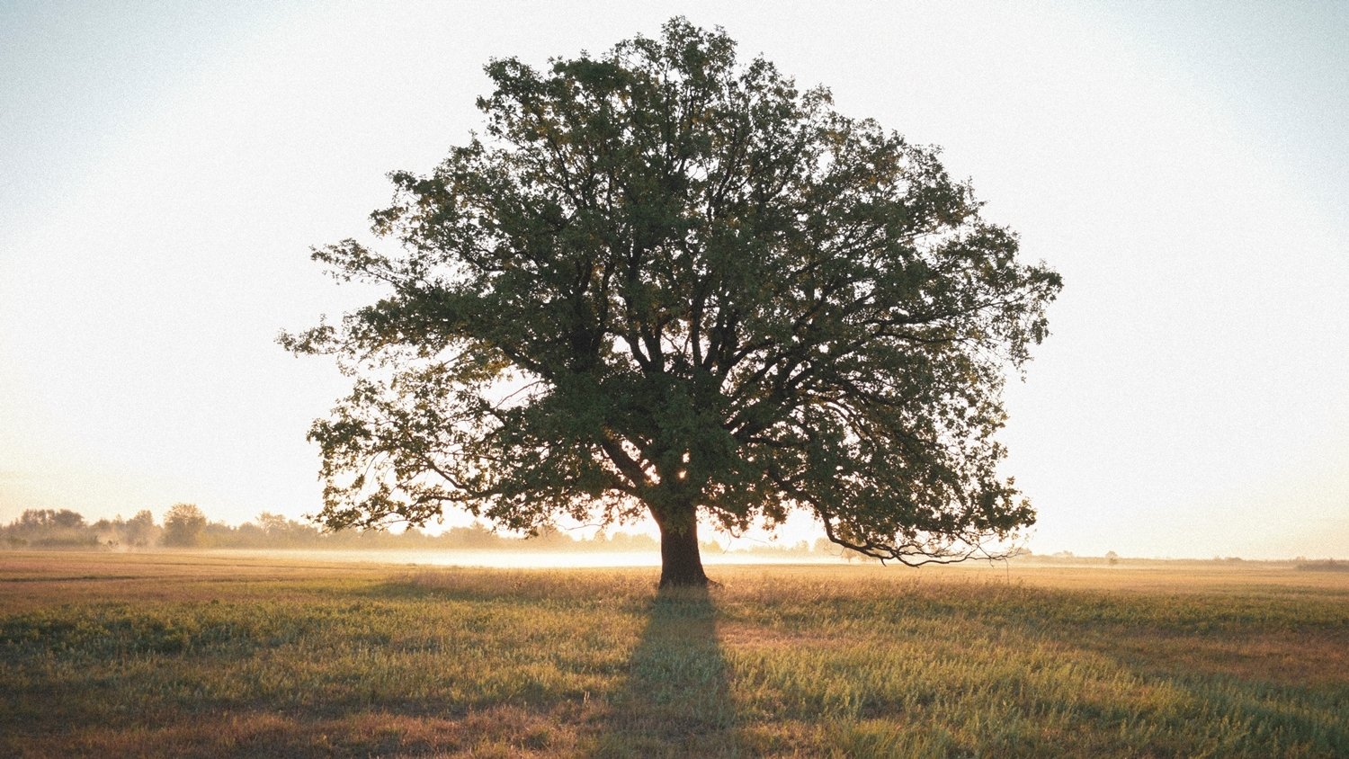 arbol recuerdos pareja