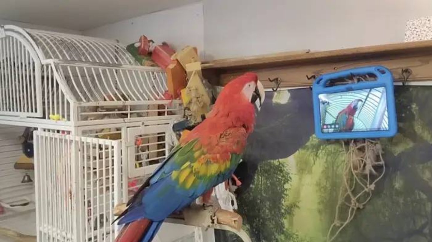 Guacamayo videollamada-principal